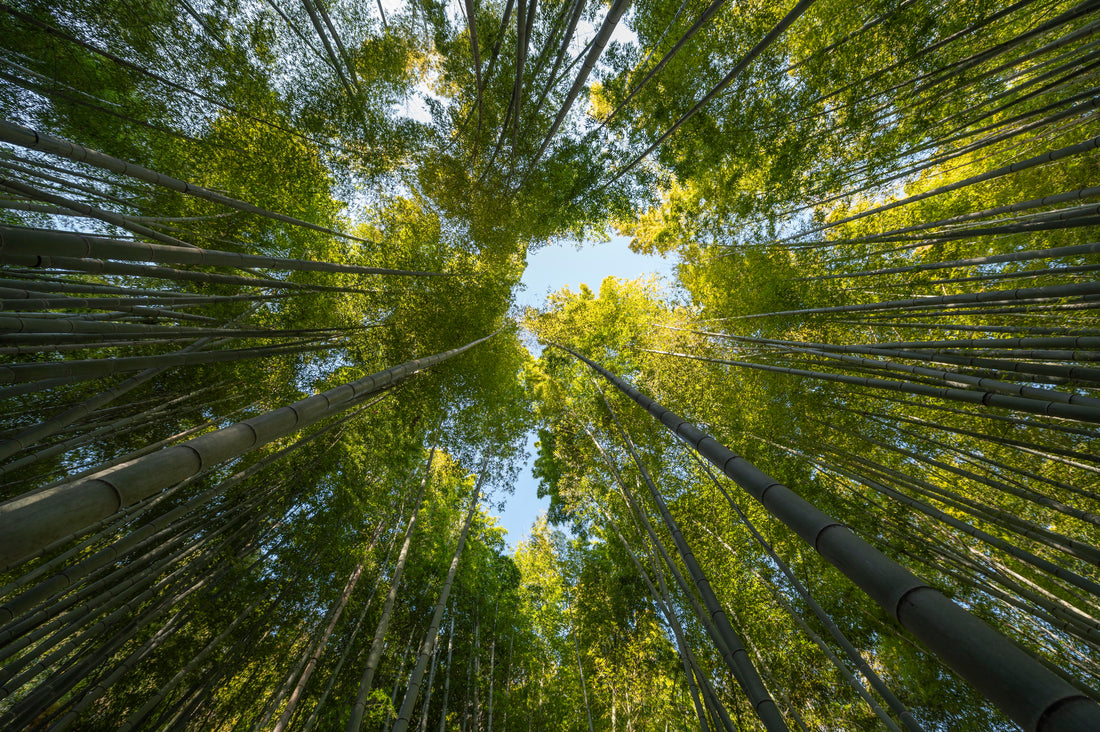 forets des Landes