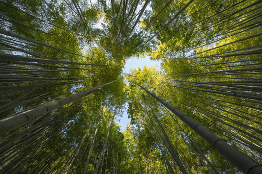 forets des Landes