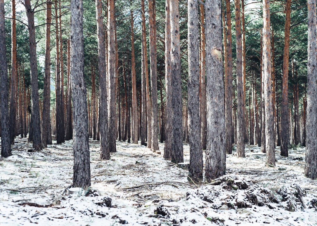 L’effet du froid sur une montre en bois