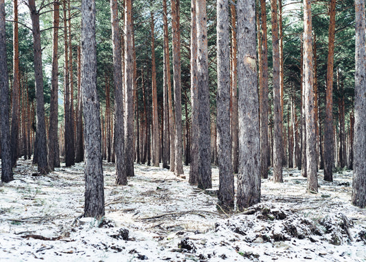 L’effet du froid sur une montre en bois